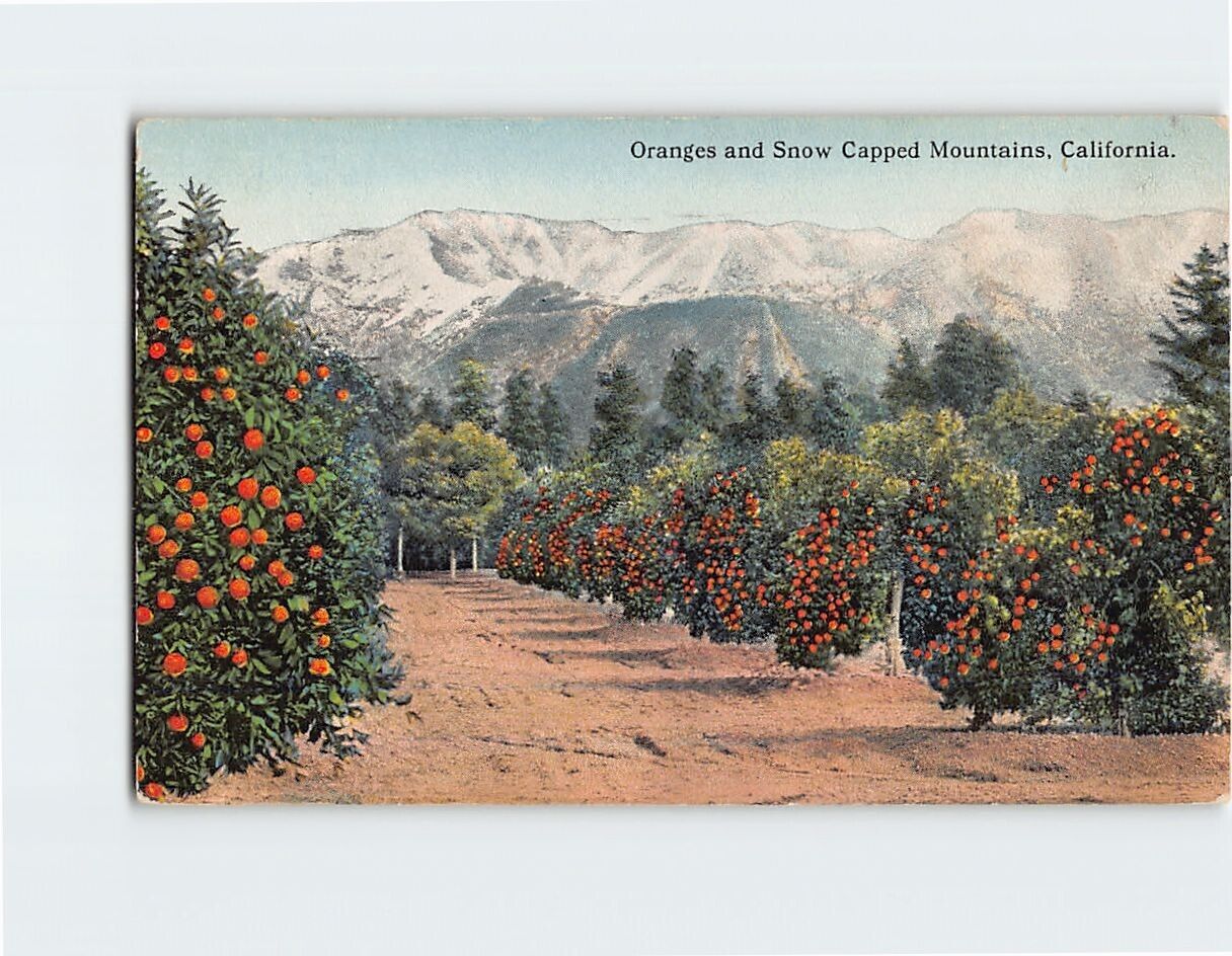 Postcard Oranges & Snow Capped Mountains California USA
