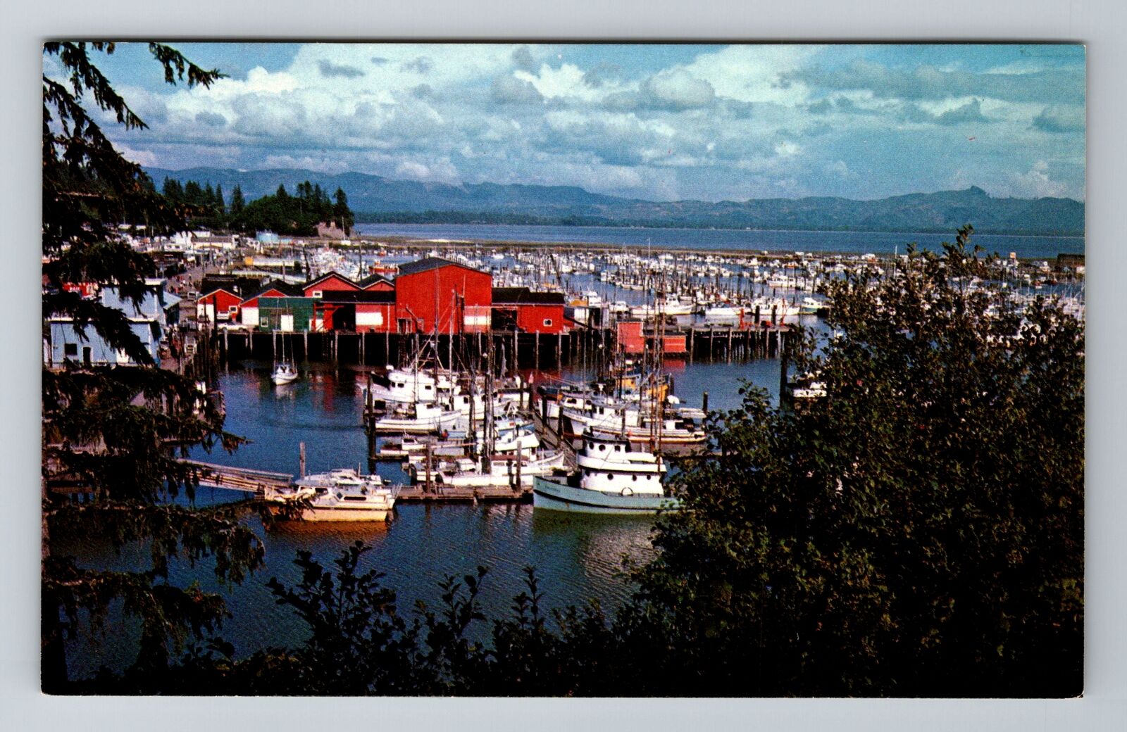 Ilwaco WA-Washington, Port Basin, Antique, Vintage Souvenir Postcard