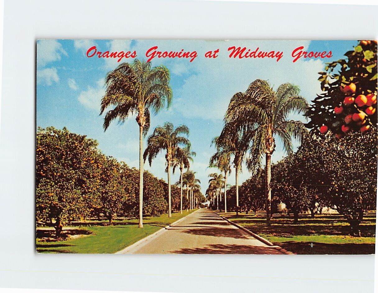 Postcard Oranges Growing at Midway Groves Sarasota Florida USA