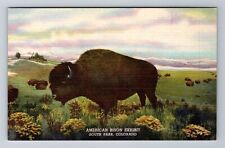 Denver CO-Colorado, Natural History Museum, American Bison, Vintage Postcard picture