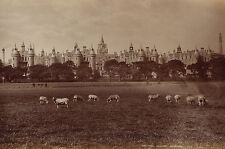 George W. Wilson Royal Infirmary Edinburgh sheep meadow 1870s-80s albumen print picture