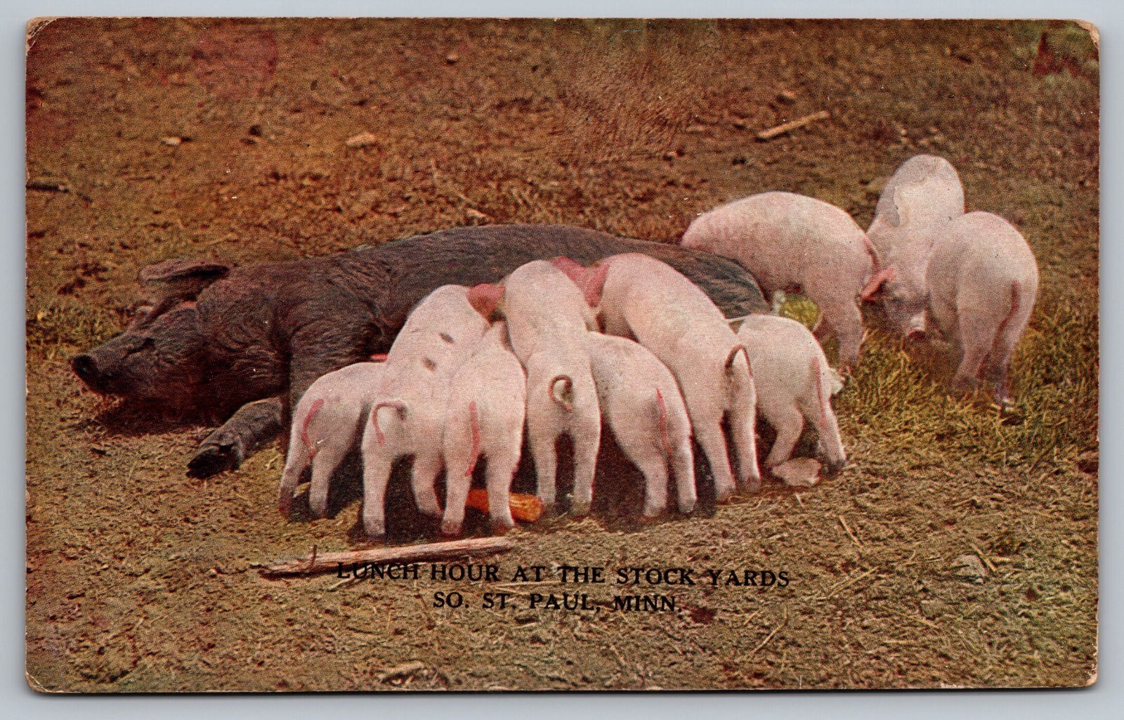 St. Paul MN Minnesota~Stock Yards Piglets & Mother~c1913 UNPTD Souvenir Postcard