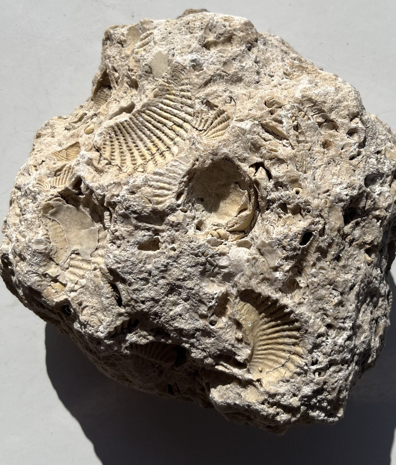 SEA BOTTOM CLAM CLUSTER FOSSIL ROCK.  10 + CLAMS -OTHER FOSSILS AMAZING DISPLAY.