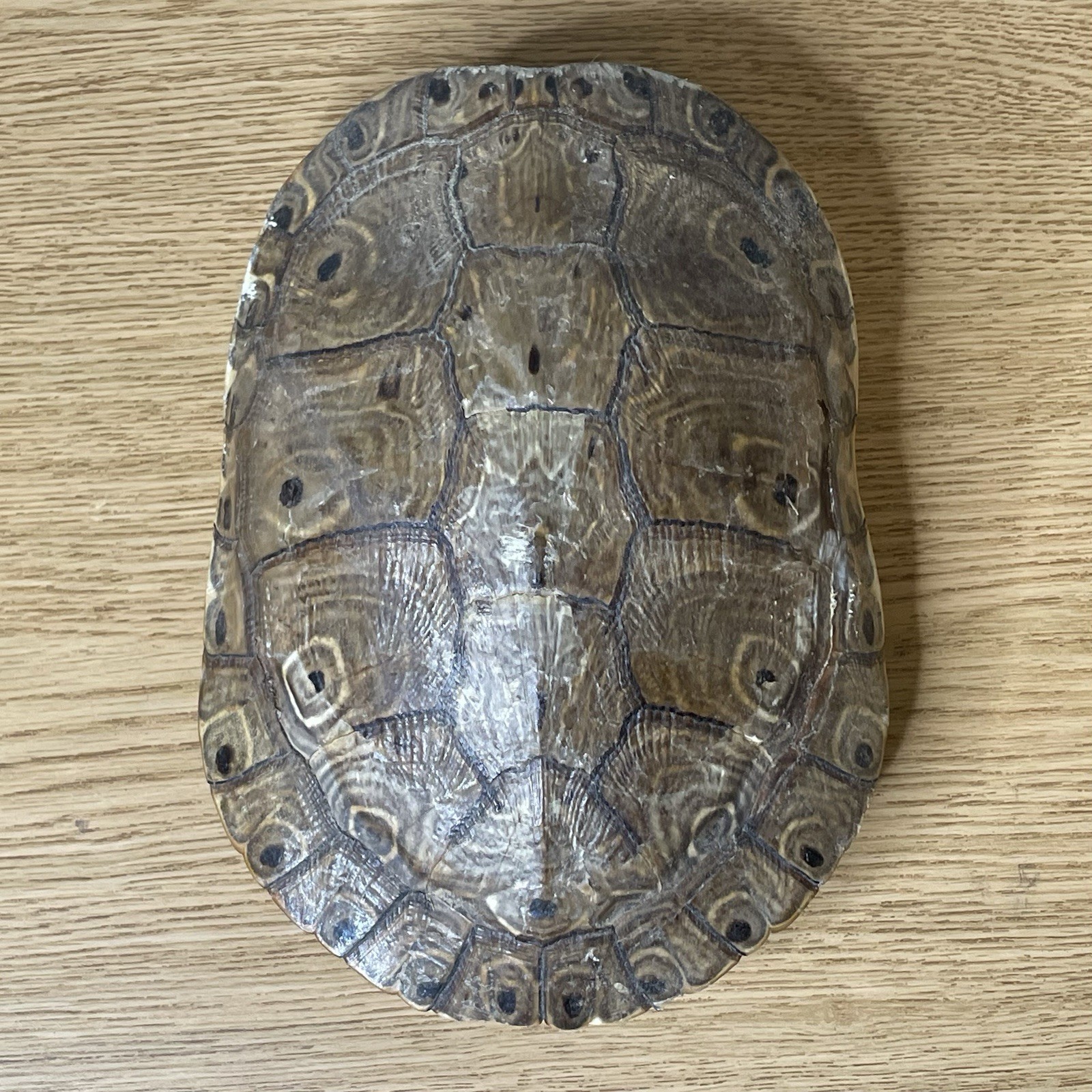Pond Box Turtle Shell Real Outdoors Rustic Decor Cabin Taxidermy