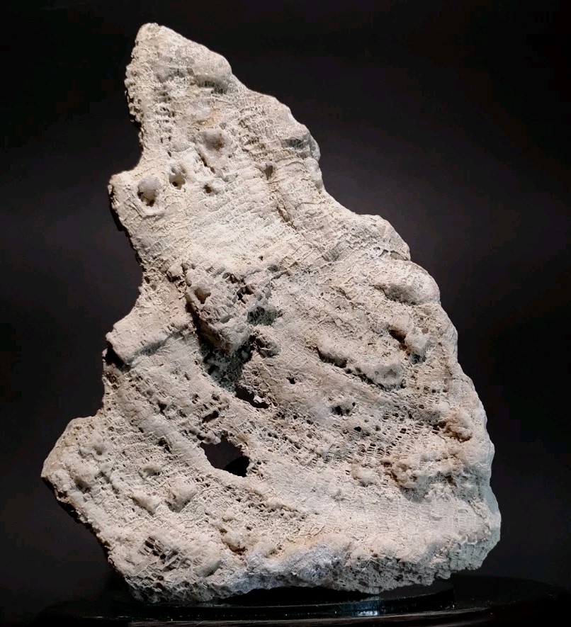 Receptaculitid (Sunflower Coral) Middle Ordovician Jefferson  County Missouri