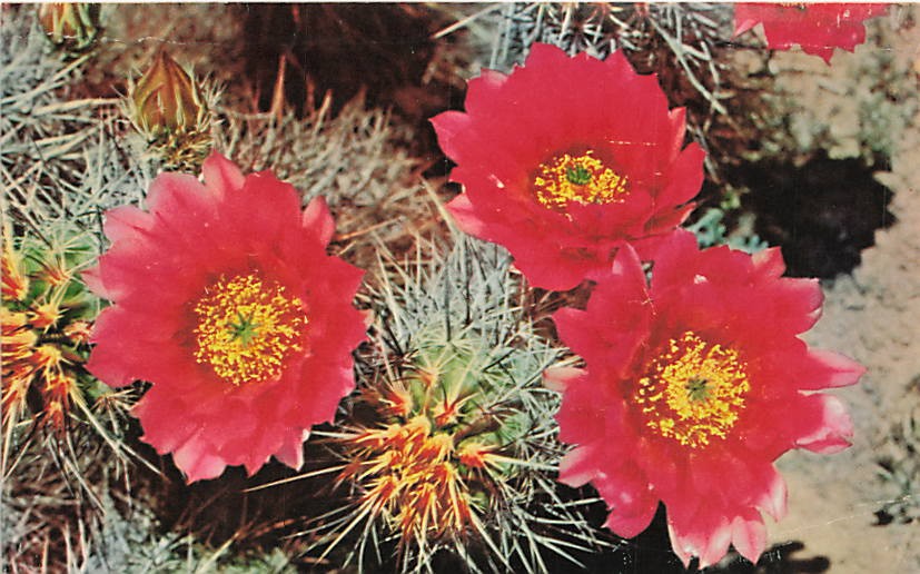 Postcard AZ: Engelmann's Hedgehog Cactus Blossoms, Arizona Posted 1973