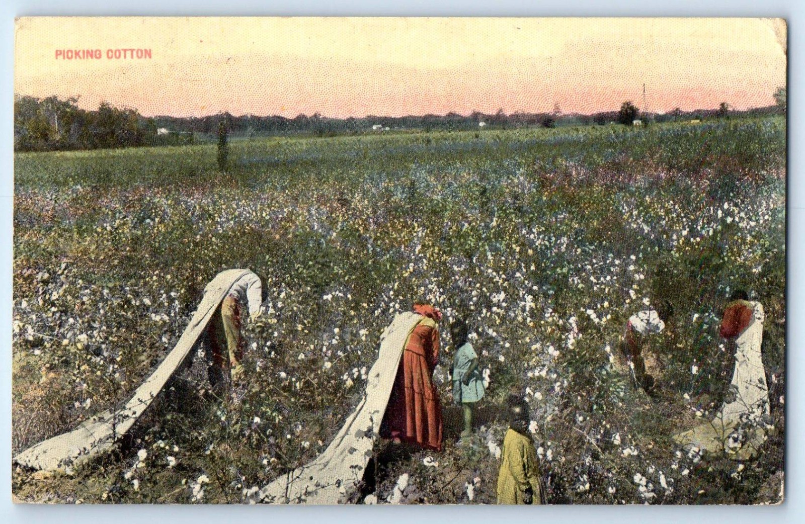 c1910's View Of Picking Cotton Farm Scene Field Rosebud Texas TX Postcard