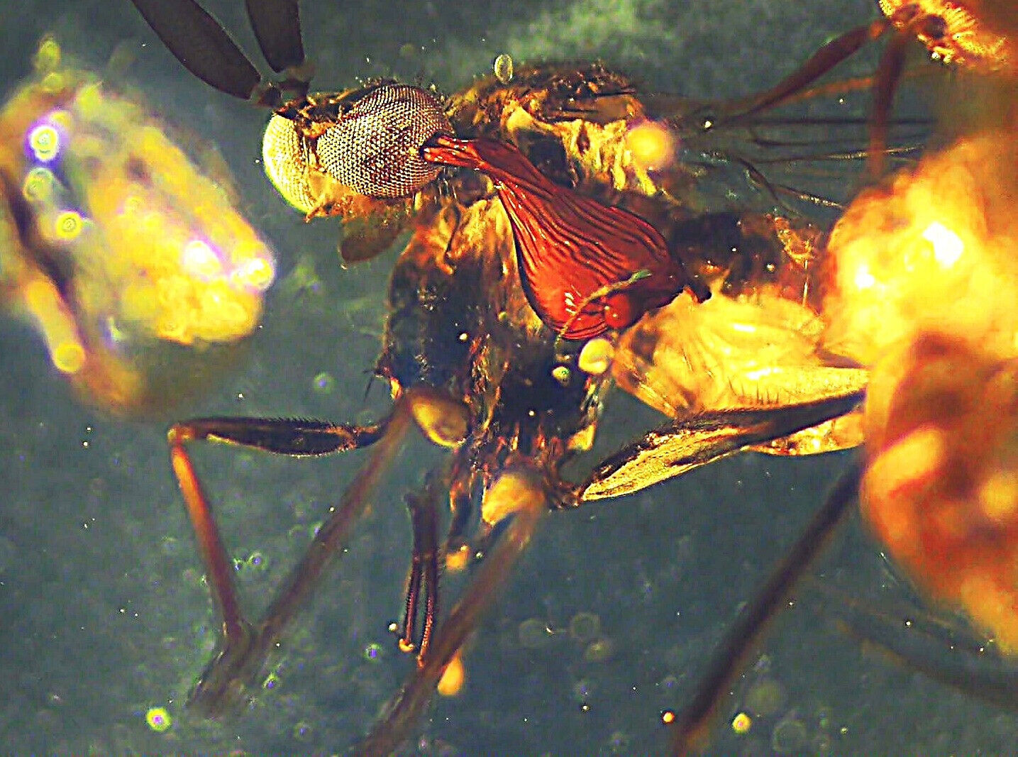 ABOSLUTELY Most Beautiful Burmite  Cretaceous Period Amber -FLY CLUSTER