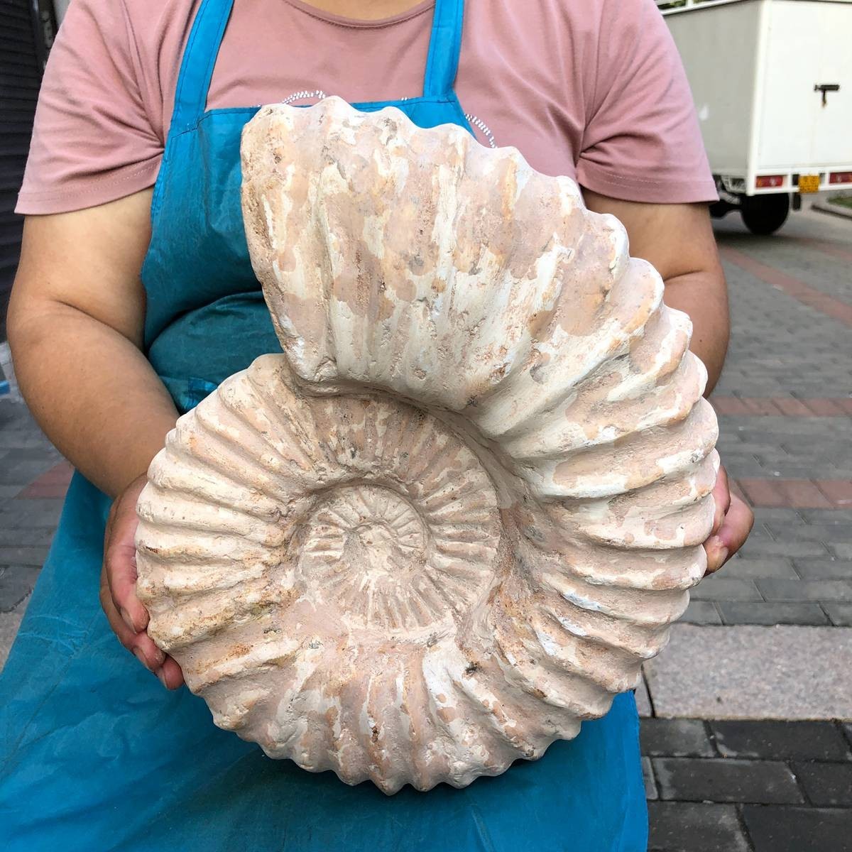23.8 LB Huge Natural Acanthoceras Ammonite Fossil Raw Specimen Collectible Decor