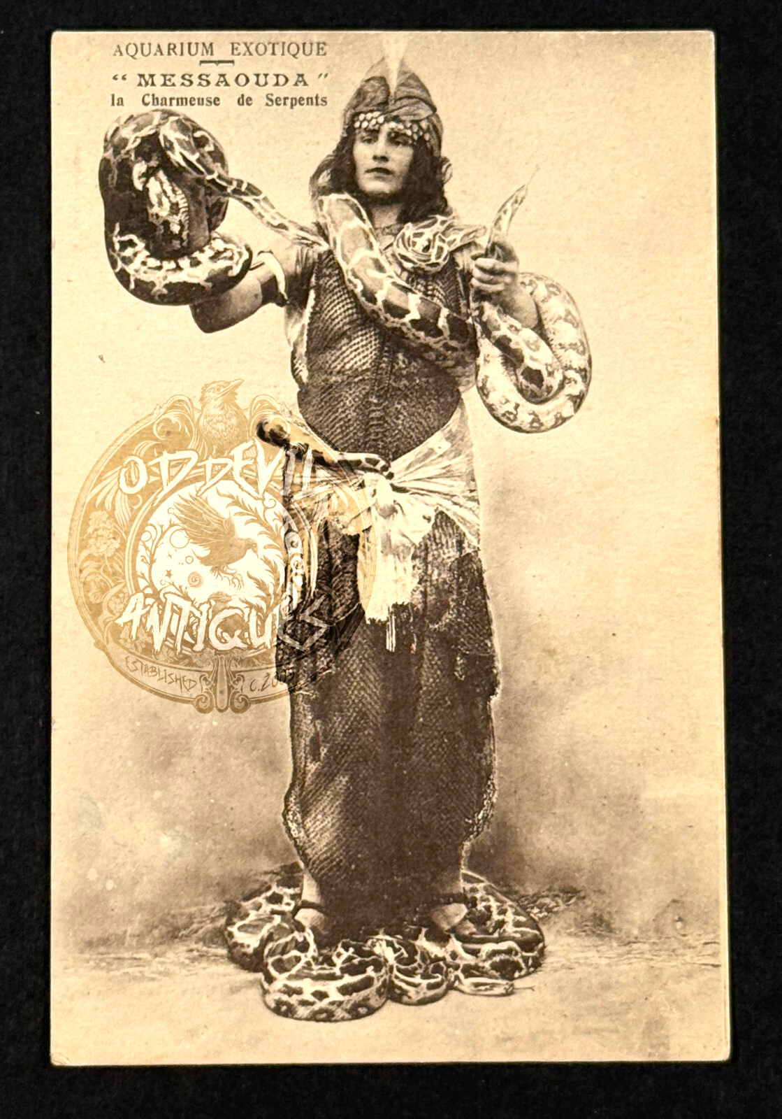 10s French Snake Charmer Messaouda circus carnival sideshow postcard