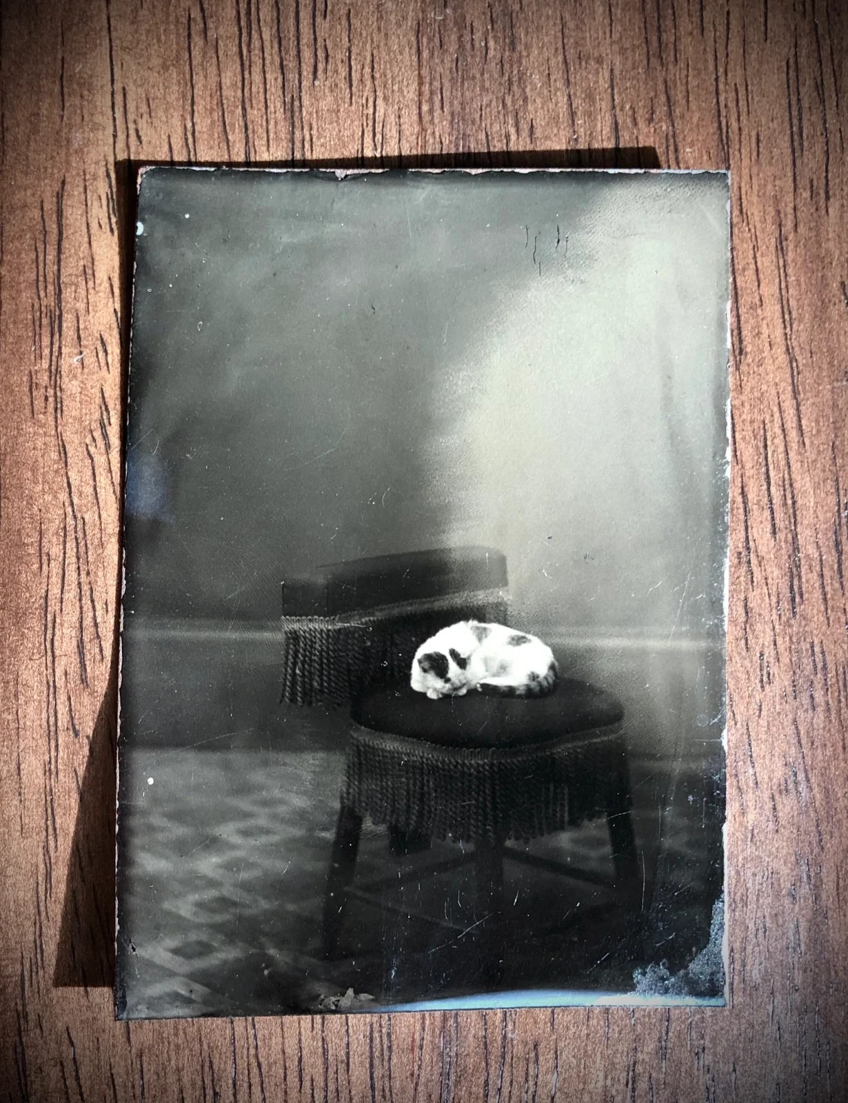 Antique 1870s SLEEPING CAT Tintype Unusual Photo Antique