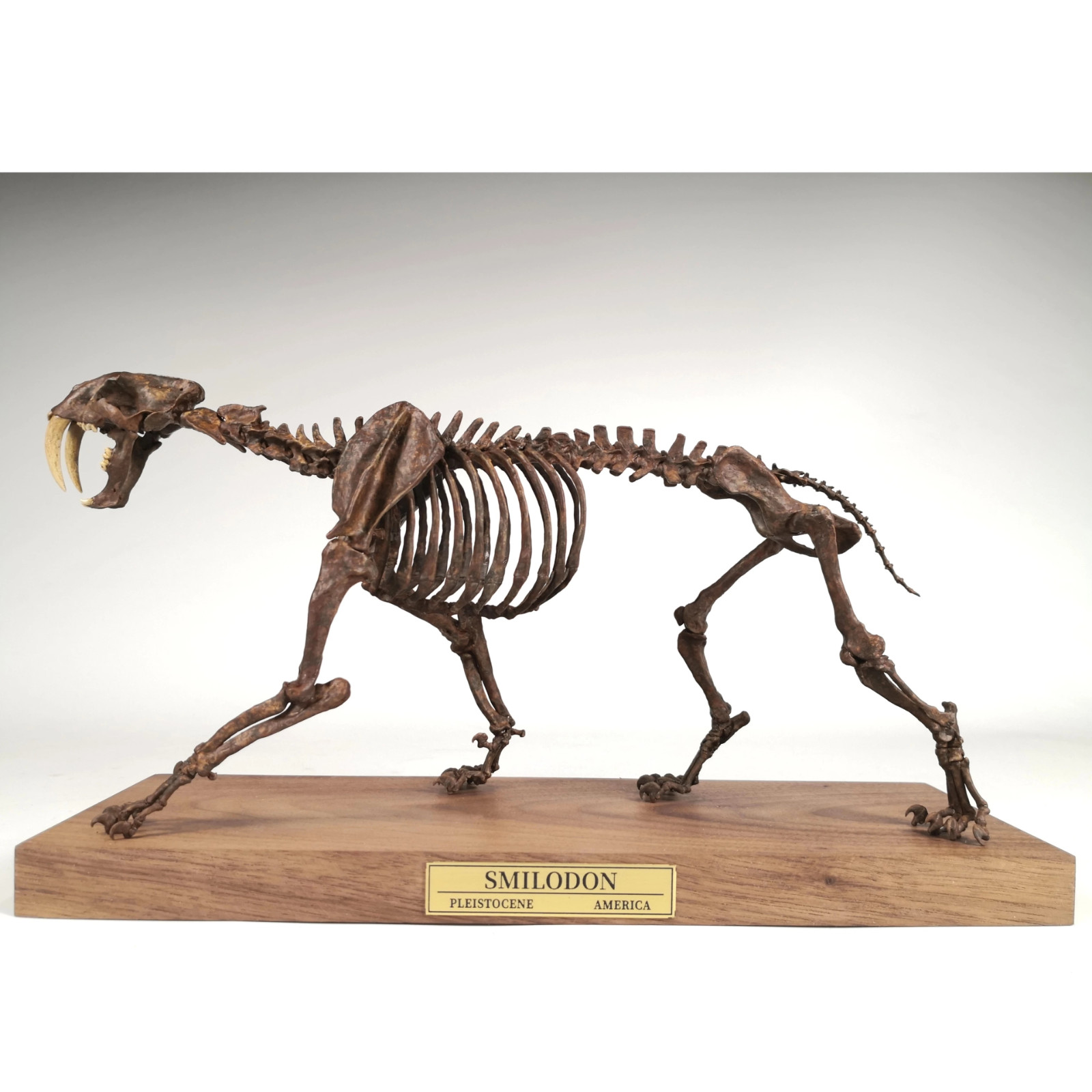 1/10 Smilodon Populator Finished 3D Printed Model Hand Painted Saber Tooth