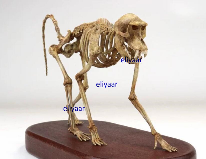 JuShi Studio Gorilla Skeleton 1/5 Figurine Limited Animal Model Collectible Gift