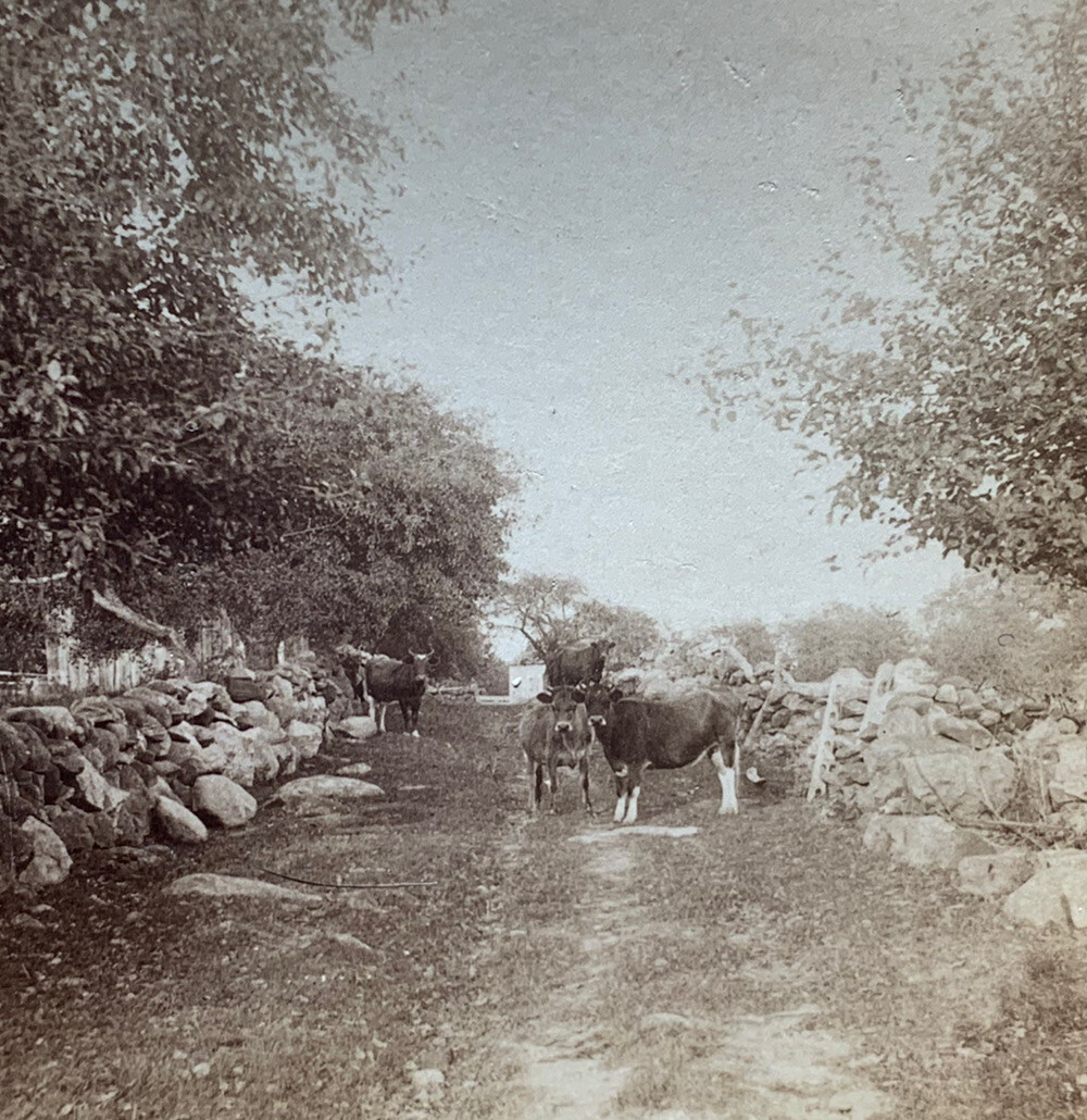 Antique Stereoview Card Old Photo Farm Scene Cows Cattle
