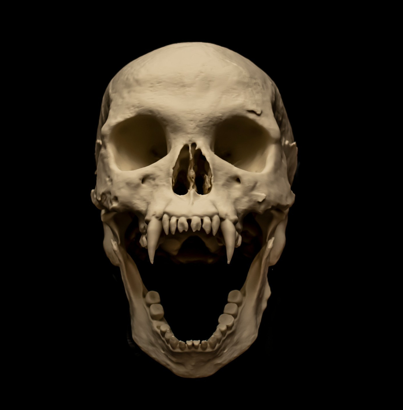 Vampire Skull Replica Life Size Cryptid Monster Skull Display Model exclusive