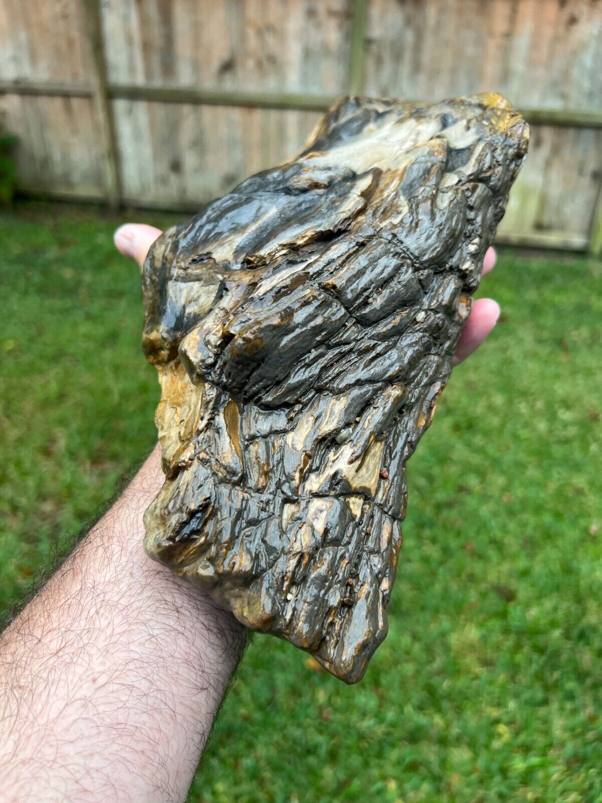 Texas Petrified Wood Heavily Rotted Agatized Tropical Hardwood Log Eocene Age