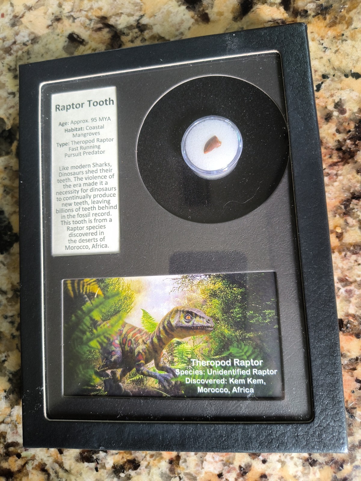 Authentic Raptor Tooth Fossil in Collector’s Display Box Dinosaur