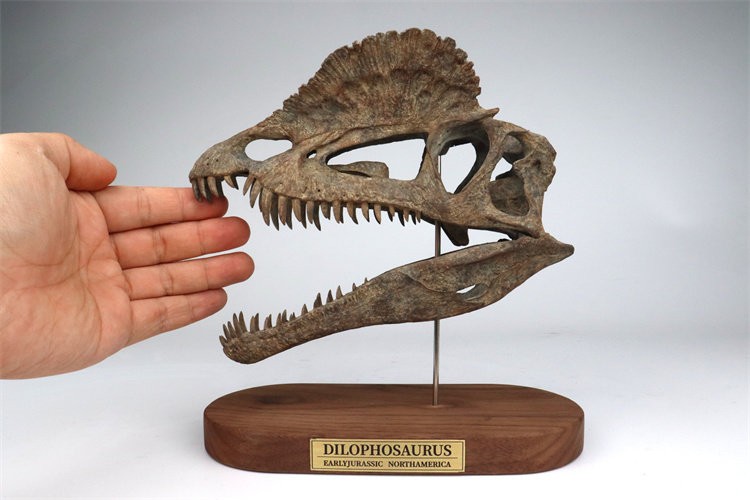 JuShi Studio Dilophosaurus Skull Handcrafted Model Dinosaur Statue Resin New