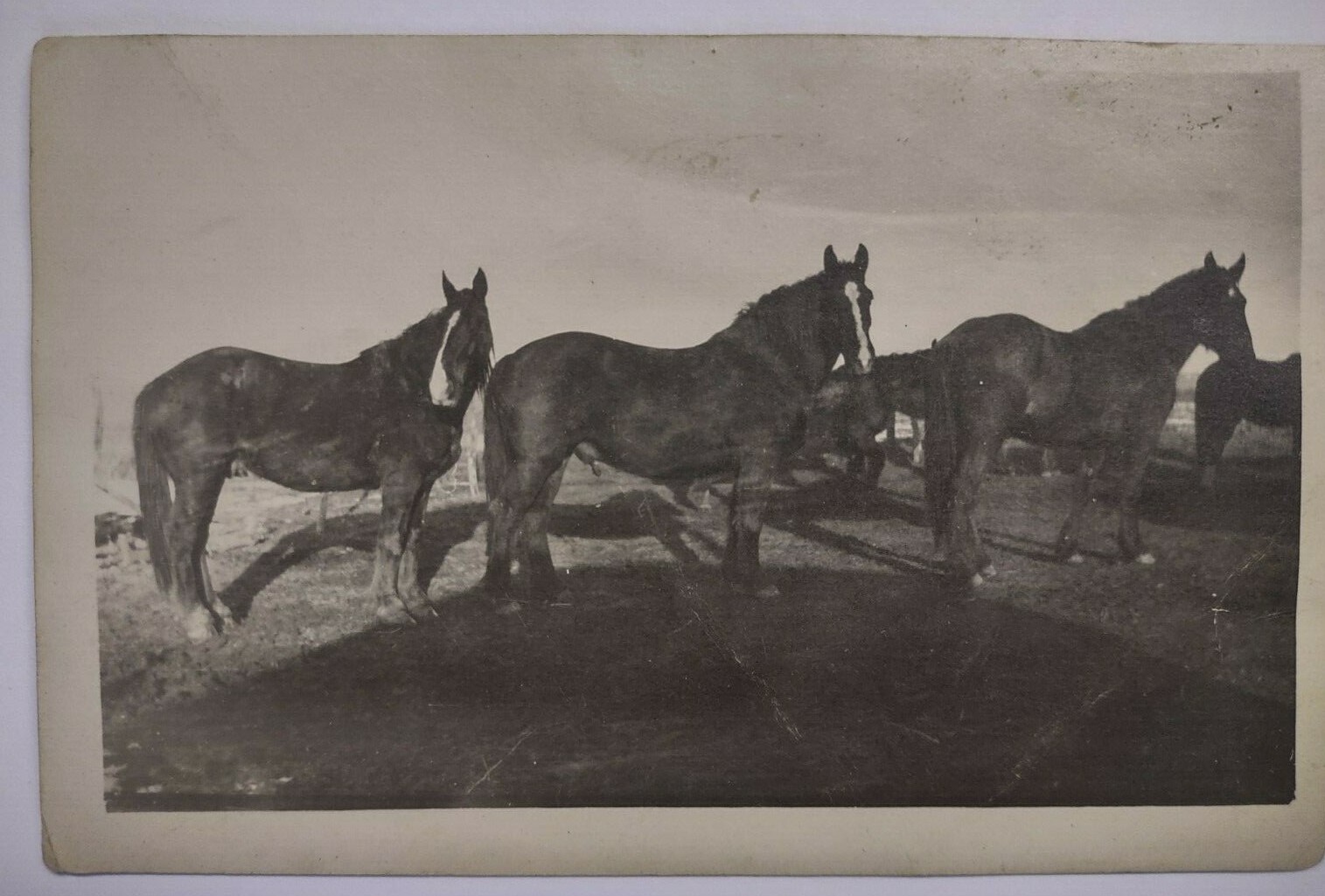 RPPC Real Photo Postcard US Horses Farm Unposted VTG
