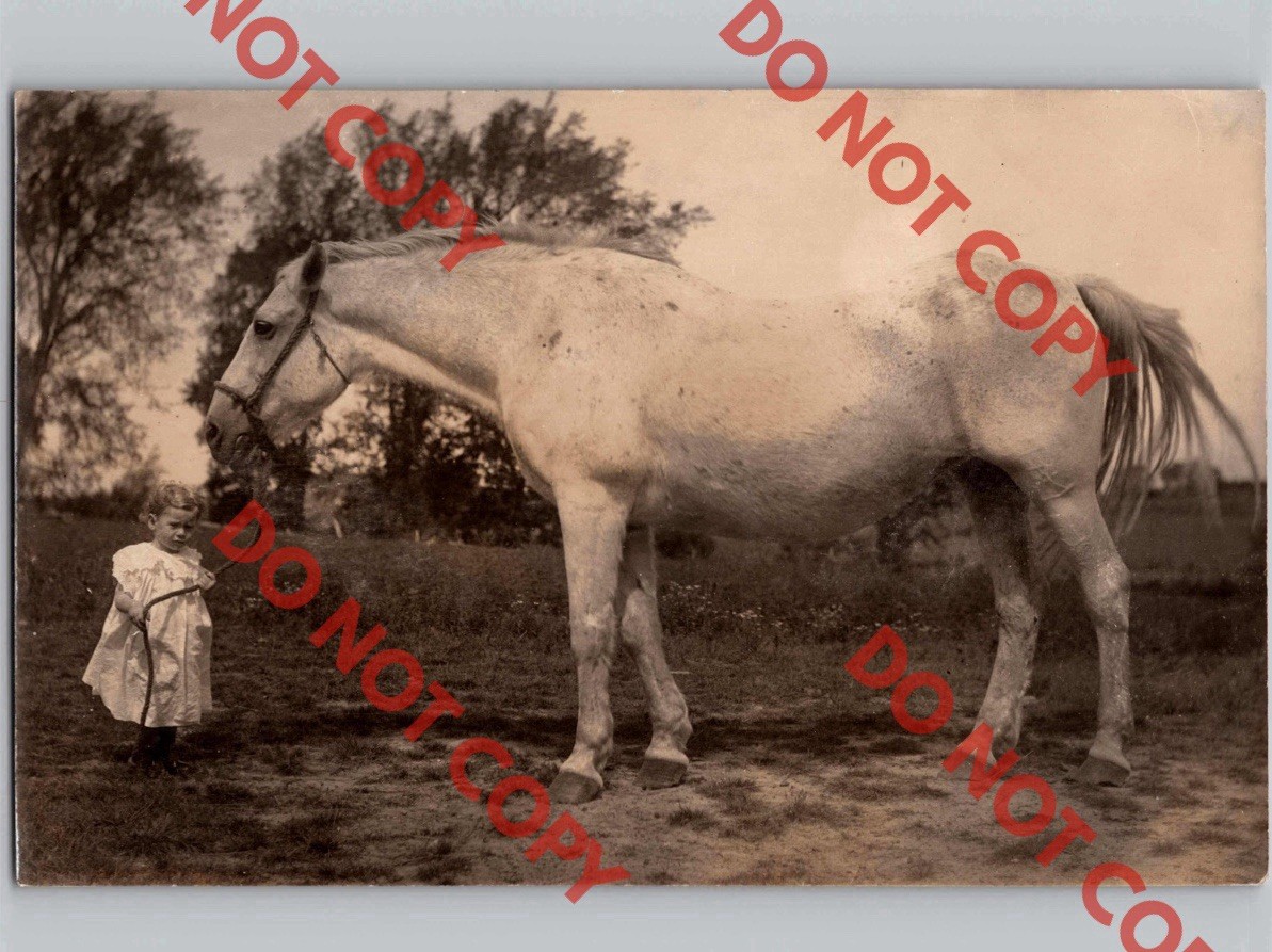 c1915 Cute Little Girl w/ Huge White Horse Stallion Beautiful RPPC Real Photo