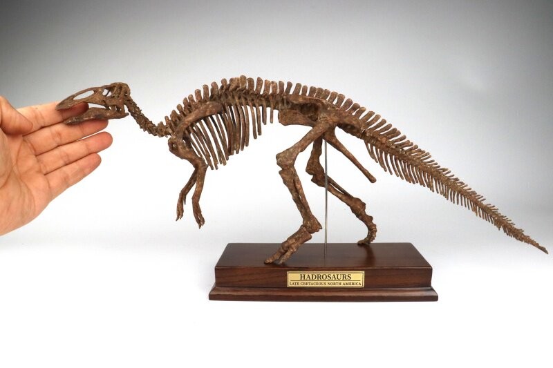 JuShi Studio Hadrosaurus Skeleton Handcrafted Model Dinosaur Statue New
