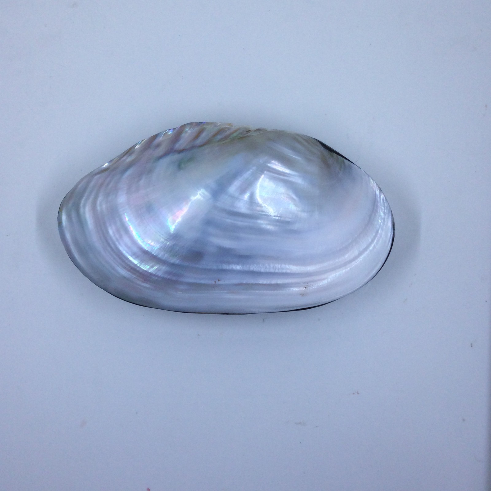 Large Vtg Iridescent Clam Shell Mother of Pearl Velvet Lined Trinket Jewelry Box