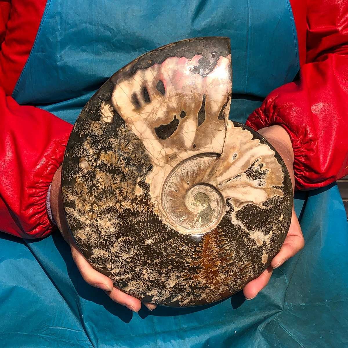 5.43 LB Polishing Restoration of Natural Conch Specimens from Madagascar 3540