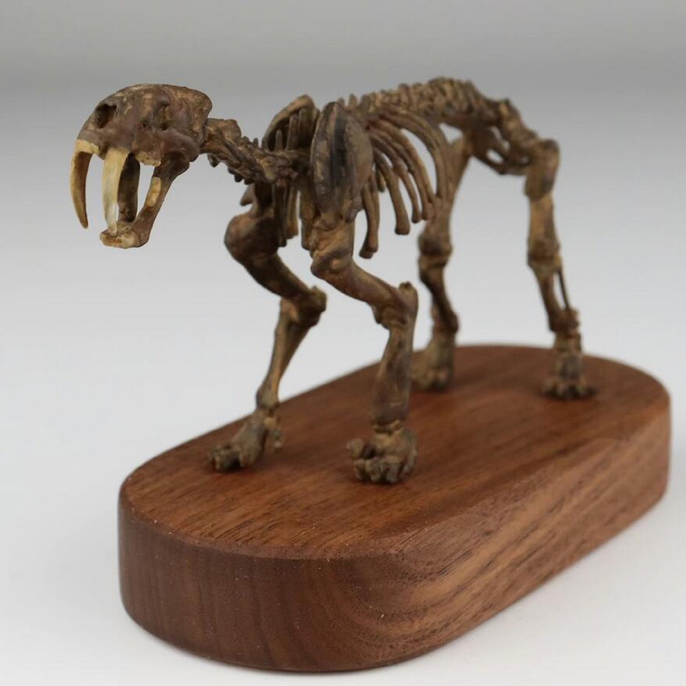 Smilodon populator Statue Skeleton Model Animal Model Display 2.5in Height