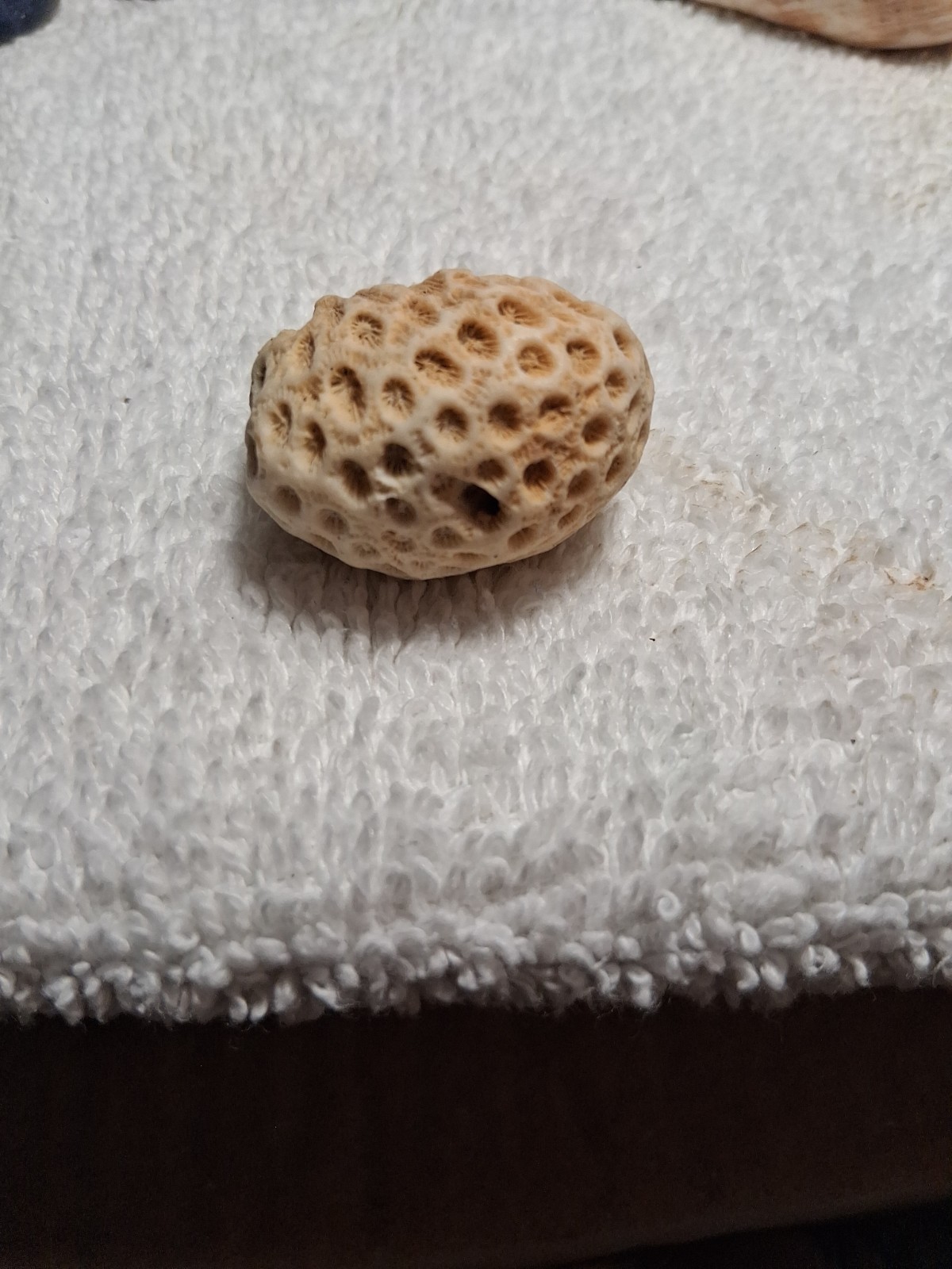 Petoskey Stone From Michigan , Great Lakes Coral , Collectible Mineral 