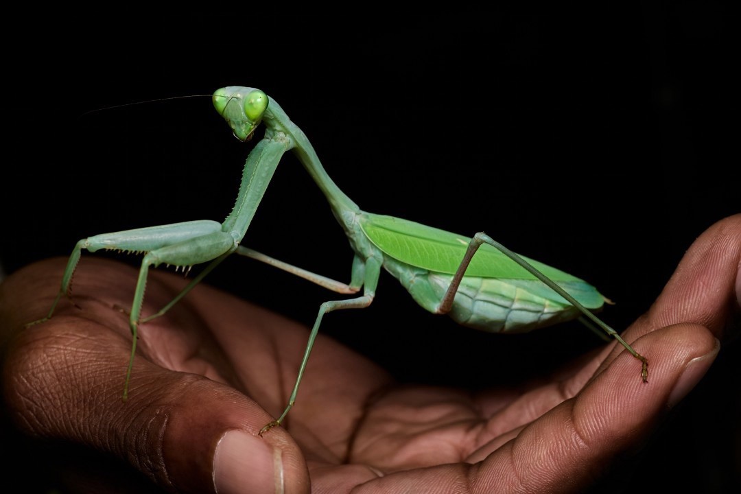 Giant Asian Mantis ( Hierodula membranacea ) Nymph ￼L3-L4 Care Guide Included