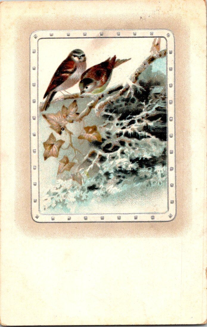 Vintage 1914 Bird Postcard with Ivy and Rock Scene Printed in Germany