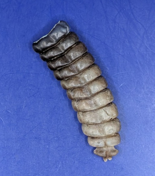 Very Nice Genuine Western Diamondback Rattlesnake Rattle 8183