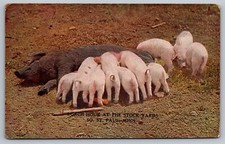 St. Paul MN Minnesota~Stock Yards Piglets & Mother~c1913 UNPTD Souvenir Postcard picture