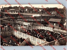 c1913 Stockyards Cows Cattle & Mohawk Lumber Co HARRISBURG Oregon OR RPPC Photo picture