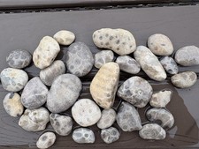 30 Michigan Petoskey Stones Natural Unpolished Fossil Coral Hexagonaria picture