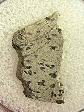 MUSEUM QUALITY RARE TARKINT 001 MARTIAN SHERGOTTITE METEORITE 1.5 GMS picture
