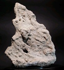Receptaculitid (Sunflower Coral) Middle Ordovician Jefferson  County Missouri picture
