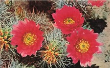Postcard AZ: Engelmann's Hedgehog Cactus Blossoms, Arizona Posted 1973 picture
