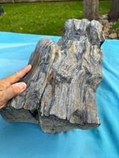 Texas Petrified Wood 25x10x6 Large Weathered Black Log Natural Aquascape Fossil picture