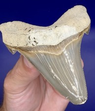 Museum Quality Angustiden Shark Tooth Fossil 2.88” Chandler Bridge Megalodon Fam picture