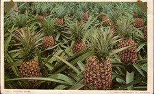 Antique UDB Vintage Postcard Florida Pineapple Farm Detroit Photographic Co picture
