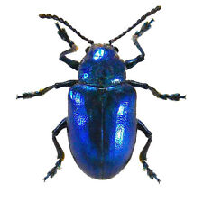 Chrysochus cobaltinus blue beetle Guatemala unmounted packaged picture