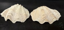 Derasa Clam Seashell White Tridacna Derasa (1 shell approx. 3+ inches) picture