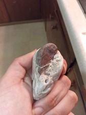 Quartz and Argillite Conglomerate
