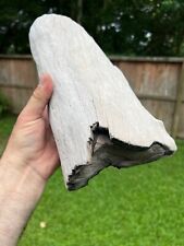 Texas Petrified Oak Wood 12x6x4 Large Log Black Stenciling Fossil Medullary Rays picture