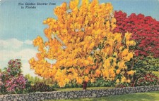 Nokomis FL Florida, Golden Shower Tree & Royal Poinciana Tree, Vintage Postcard picture