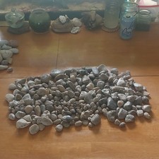 Lake Michigan Petoskey Stones Authentic Fossils From Lake Charlotte Charlevoix picture