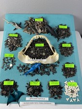 150 Piece Shark Teeth / Fossil Starter Kit From Venice Florida picture