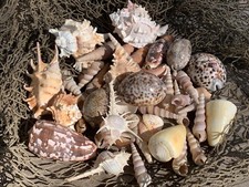 Large Beautiful Seashells Sea Shells 1 Kilo Best Value & Price picture