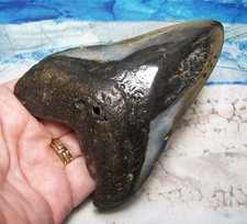 MEGALODON SHARK TOOTH 4 1/8